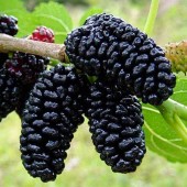 Dud negru, ghiveci 5 L, H 120-150 cm