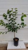 Dud negru, ghiveci 5 L, H 120-150 cm