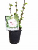 Hibiscus (30 cm)