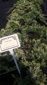 Juniperus Horizontalis Golden Carpet