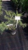 Juniperus Pfitzeriana Aurea 