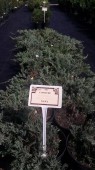 Juniperus Procumbens Nana 