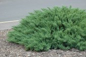 Juniperus Sabina Tamariscifolia (60 cm)