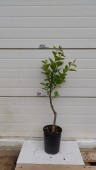 Kaki Hana Fuyu ghiveci 4L, H 70-100 cm