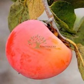 Kaki Rosseyanka, ghiveci 4 L, H 70 - 110 cm