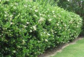 Lemn cainesc - Ligustrum vulgare(gard viu) (10 bucati)