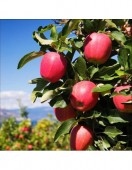 Mar Evelina Roho, ghiveci 5L, H 130-150cm