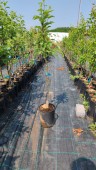 Mar Golden Delicious M9 (ghiveci 5 L, 120 - 160 cm)