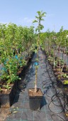 Mar Granny Smith M9 (ghiveci 5L, H 120-160 cm)