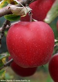 Mar Red Jonaprince, ghiveci 9l, H 130-160cm