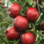 Mar Red Jonaprince, ghiveci 9l, H 130-160cm