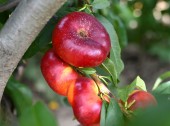Nectarin Liana (fruct plat) (GF677)