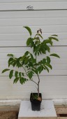 Nuc Miroslava, ghiveci 5l, H 60-80 cm