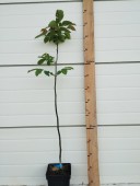 Nuc Miroslava, ghiveci 5l, H 60-80 cm