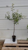 Par Abatele Fetel, ghiveci 5L, H 150-170cm