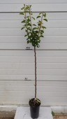 Par Grand Champion, ghiveci 5 L, H 140cm-160cm