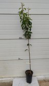Par Monica, ghiveci 5L, H 150cm-170cm
