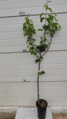 Par Novembra, ghiveci 5 L, H 150cm-170cm