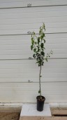 Par Novembra, ghiveci 5L, H 150 cm-170 cm