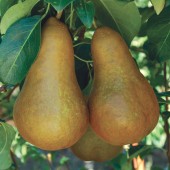 Par Untoasa Bosc (10 bucati)