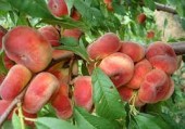 Piersic Filip (fruct plat) (10 bucati)