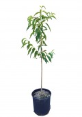Piersic Redhaven, ghiveci 5L, H 110-130cm