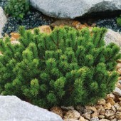 Pinus Mugo ”Pumilio” (20 cm)