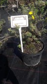 Potentilla fruticosa Goldteppich (35 cm)