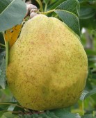 Păr Grand Champion (Gutui A2)