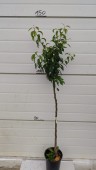 Păr Virgiuliu Hibernal, ghiveci 5 L, H 120cm-150cm