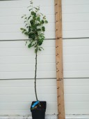 Păr Williams, ghiveci 5l, H 90-120 cm