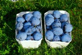 Prun Blue Frost (10 bucati)