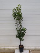 Prun columnar Imperial, ghiveci 4L, H 120-140cm 