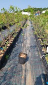 Prun Renclod Verde (ghiveci 4L, H 120-150 cm)