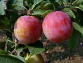 Prun Sermina, ghiveci 4 L, H 100-130 cm