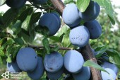 Prun Topfive (Mirobolan Dwarf), ghiveci 5L, H 120 cm - 150 cm)