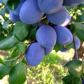 Prun TopTaste (10 bucati)