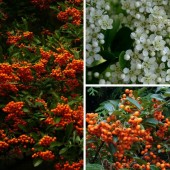 Pyracantha coccinea  (60 cm)