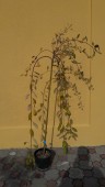 Salix c. Pendula