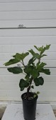 Smochin Royal Black, Ghiveci 5 L, 60cm +