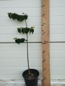 Tei Greenspire, ghiveci 4l, H 50-70 cm                        