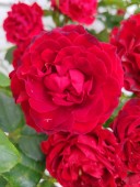 Trandafir Black Forest Rose (pomisor), Ghiveci 4 L