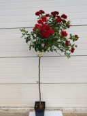 Trandafir Black Forest Rose (pomisor), Ghiveci 4 L