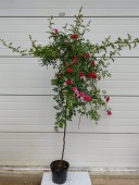 Trandafir Excelsa (pomisor, curgator), ghiveci 5 L