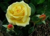 Trandafir Glorious (Teahibrid)