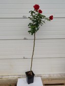 Trandafir Ingrid Bergman(pomisor), ghiveci 4 L