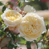 Trandafir Lemon (floribunda)