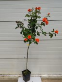 Trandafir Monica (pomisor), ghiveci 4 L