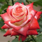 Trandafir Printesa Farah 