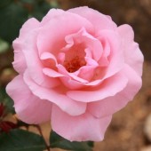 Trandafir Queen of England 